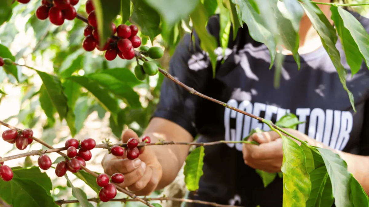 Guide showing ripe coffee cherries to a small group on an Antigua Guatemala finca